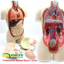 TUNK ANATOMIE 12014 Torso 16 Teile 45 cm Mittlere Größe Dual-Sex Anatomische Körper Organe Menschliches Torso Modell